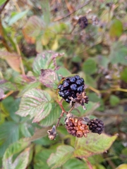 Rubus