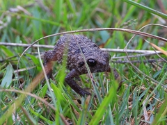 Callulina kisiwamsitu