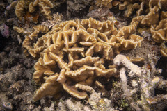 Pavona frondifera