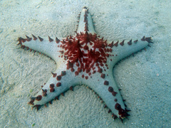 Pentaceraster alveolatus