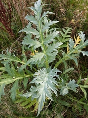 Angiospermae
