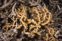 Pavona frondifera