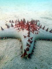 Pentaceraster alveolatus