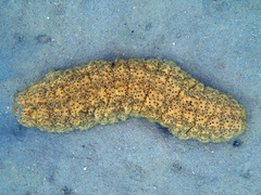 Stichopus herrmanni