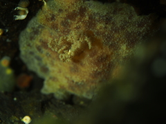 Geitodoris planata