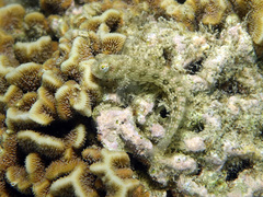 Salarias alboguttatus