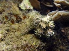 Salarias alboguttatus
