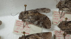 Lasionycta proxima