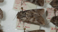 Lasionycta proxima