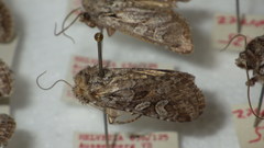 Lasionycta proxima
