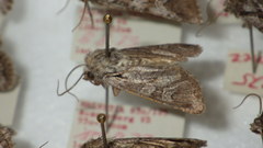 Lasionycta proxima