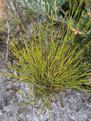 Eurychorda complanata