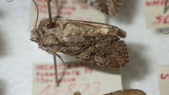 Lasionycta proxima