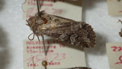 Lasionycta proxima