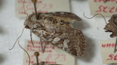 Lasionycta proxima