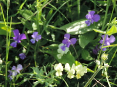 Viola etrusca