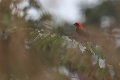 Euplectes hordeaceus