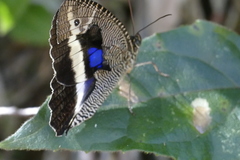 Dasyophthalma rusina