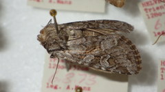 Lasionycta proxima