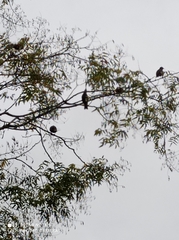 Sturnus vulgaris