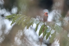 Euplectes hordeaceus