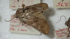 Lasionycta proxima