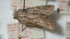 Lasionycta proxima