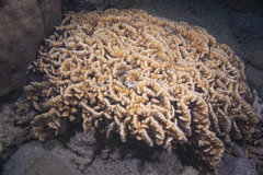 Pavona frondifera