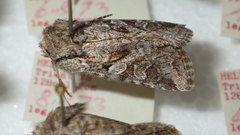 Lasionycta proxima