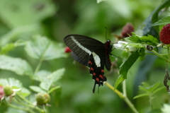 Parides proneus