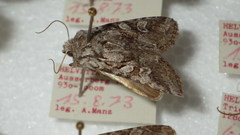 Lasionycta proxima