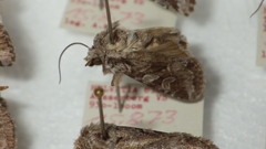 Lasionycta proxima