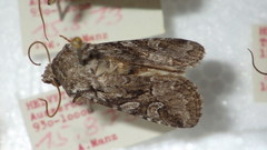 Lasionycta proxima