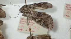 Lasionycta proxima