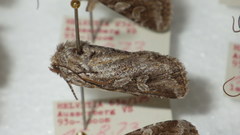 Lasionycta proxima