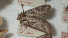 Lasionycta proxima