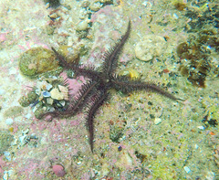 Ophiacanthida