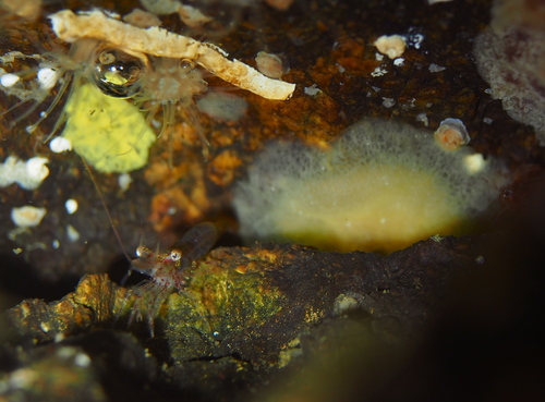 Berthella plumula
