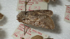Lasionycta proxima