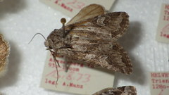 Lasionycta proxima
