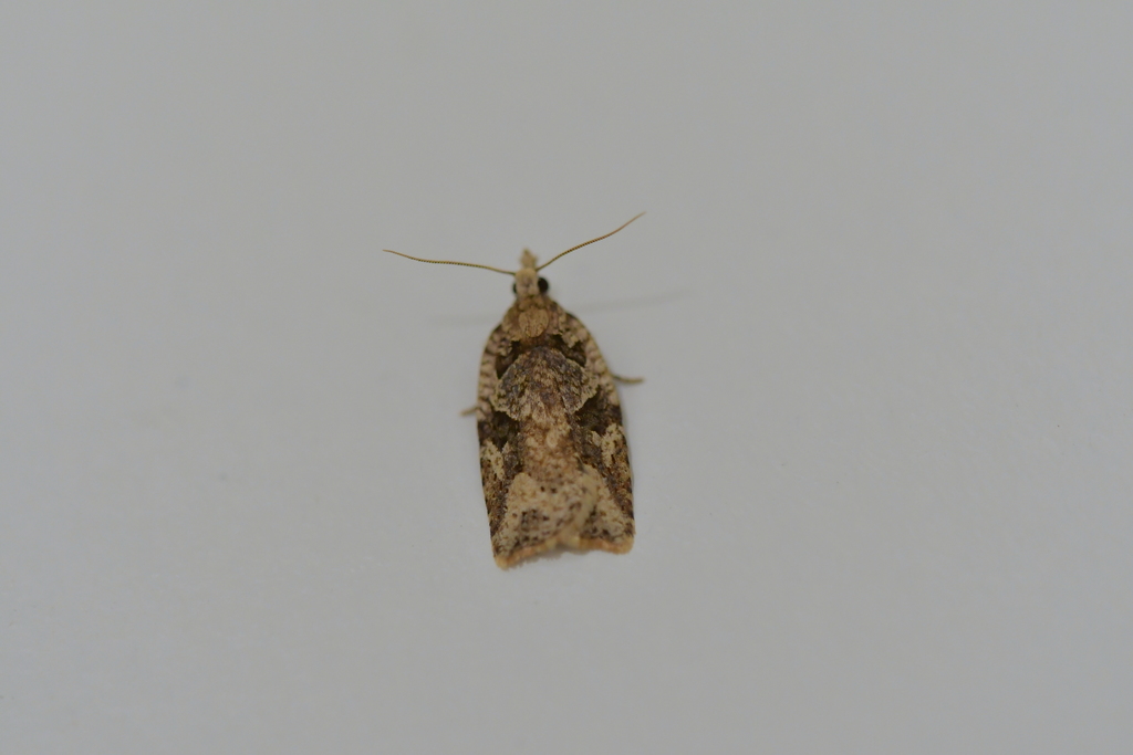 Archipini from Avalon, Lower Hutt 5011, New Zealand on November 6, 2020 ...