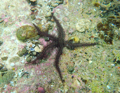 Ophiacanthida