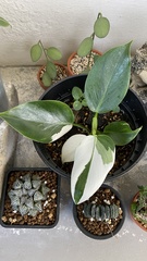 Philodendron