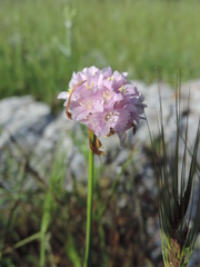 Armeria saviana