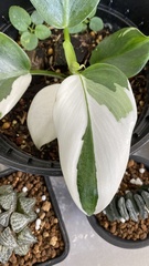 Philodendron