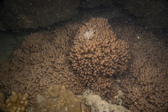 Klyxum