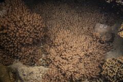 Klyxum