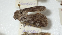 Lasionycta proxima