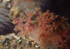Dendronotus lacteus