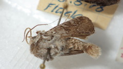 Lasionycta proxima